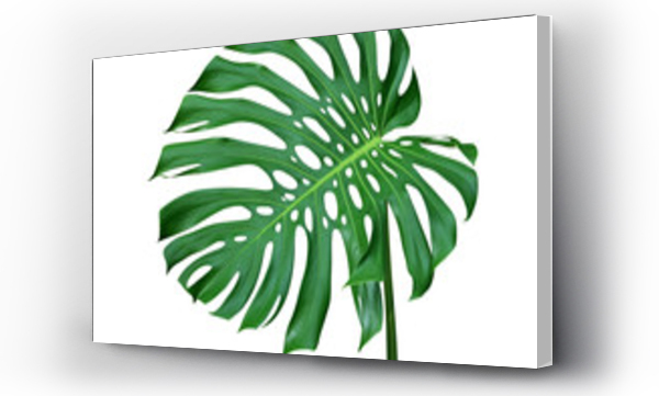 monstera