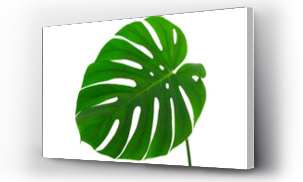 monstera