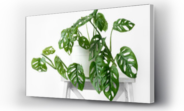 monstera