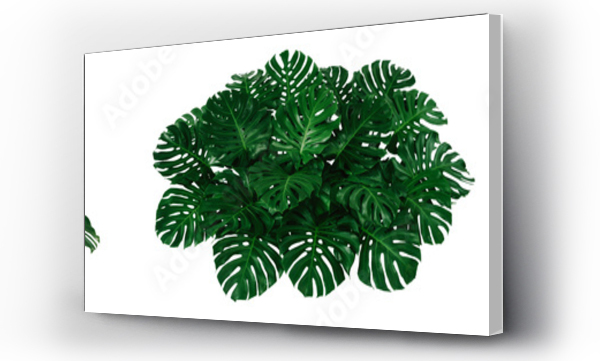 monstera