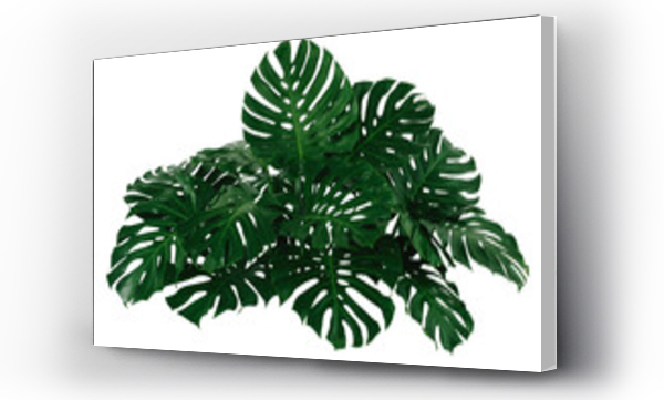 monstera