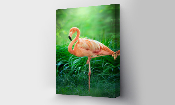 flamingi