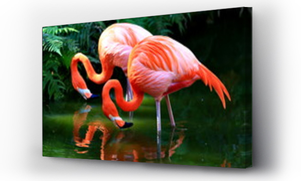 flamingi