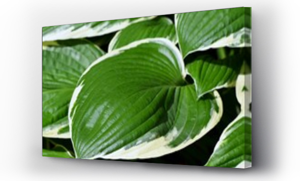  Zielono-bia?e li?cie funkii (Hosta)