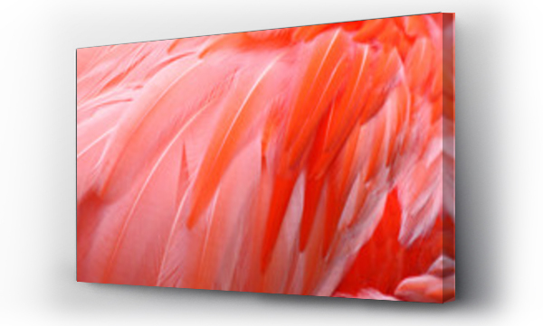 Flamingo Feathers