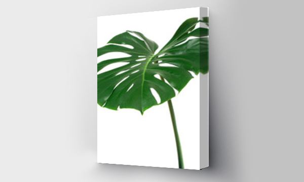 monstera