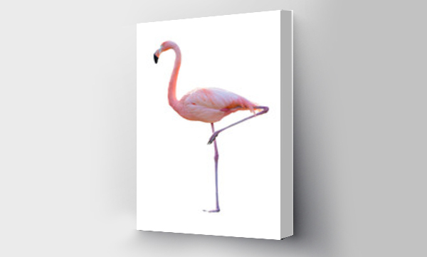 flamingi