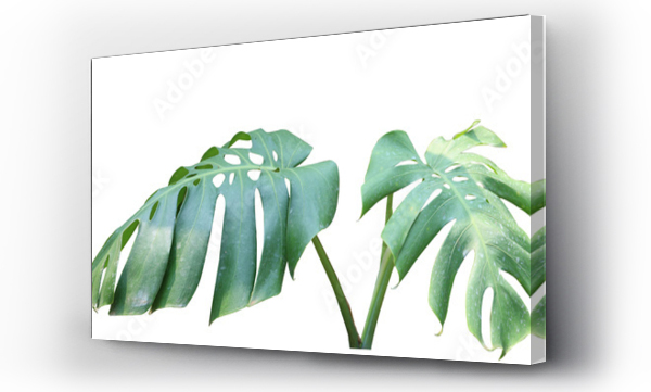 monstera