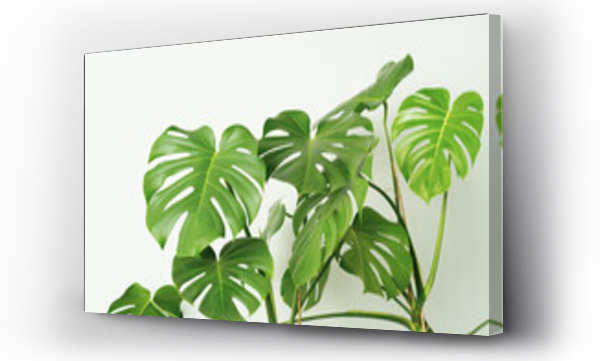 monstera