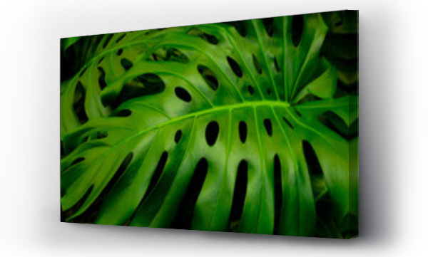 monstera