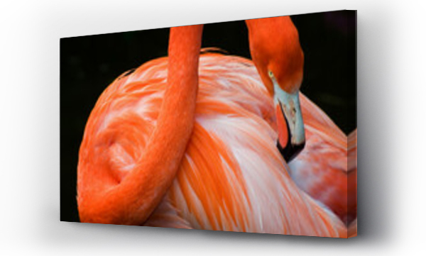 flamingi