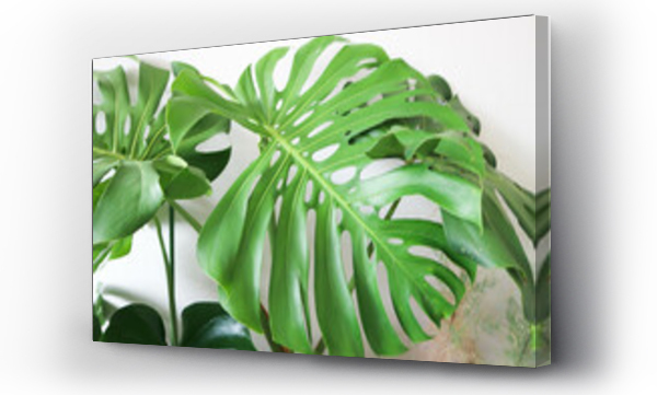 monstera