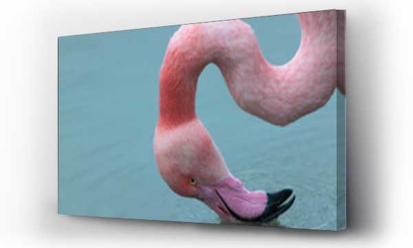 flamingi