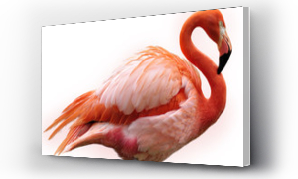 flamingi