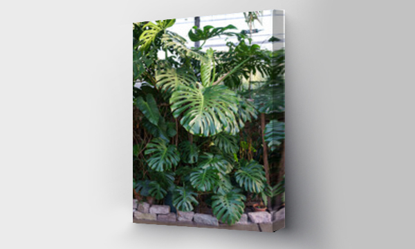 monstera