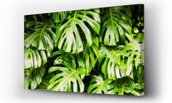 monstera