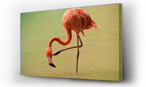 flamingi