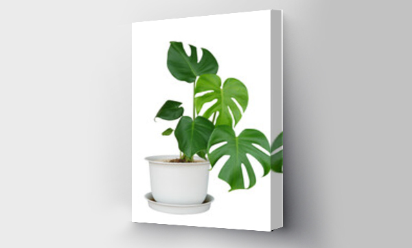 monstera