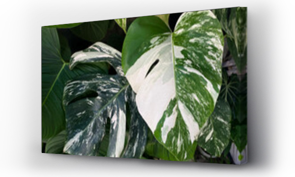 monstera