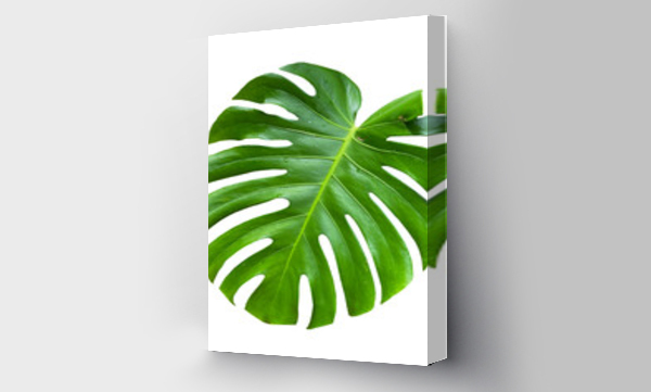 monstera