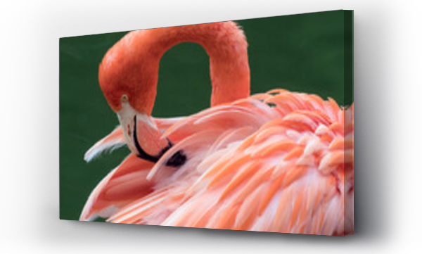 flamingi