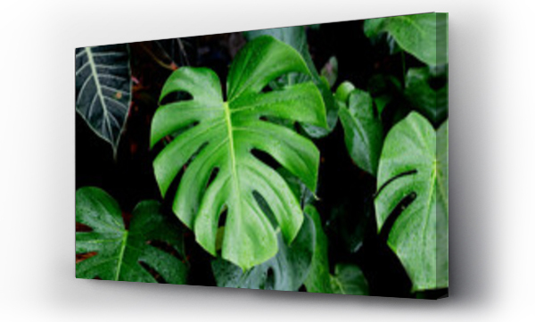 monstera