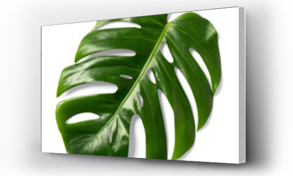 monstera