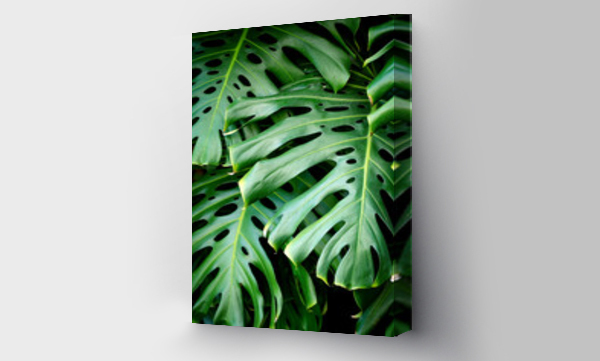 monstera