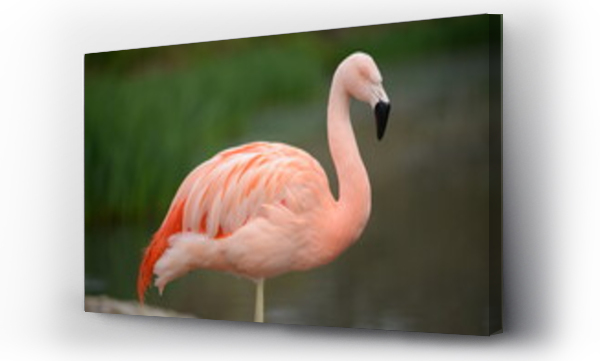 flamingi