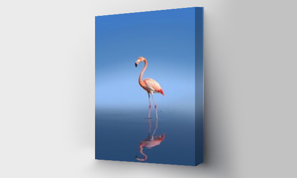 flamingi