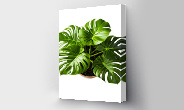 monstera