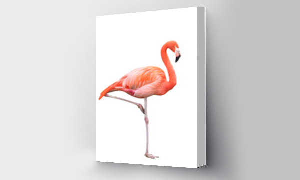 flamingi