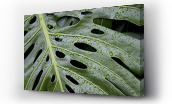 monstera