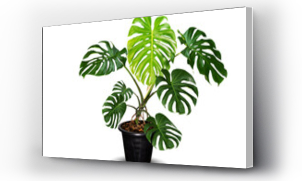 monstera