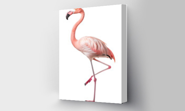 flamingi