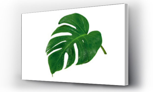 monstera