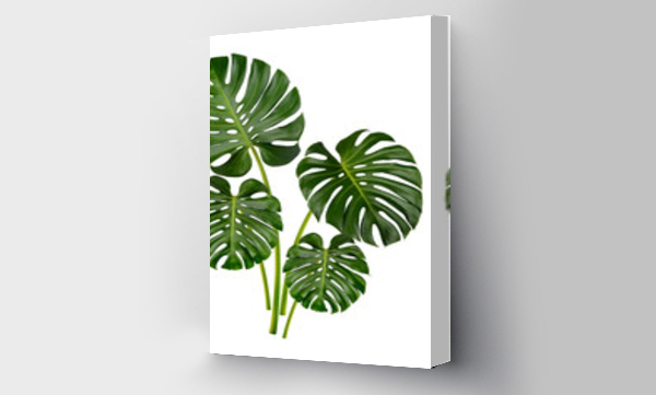 monstera