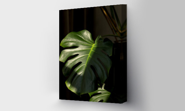 monstera