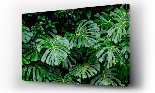 monstera