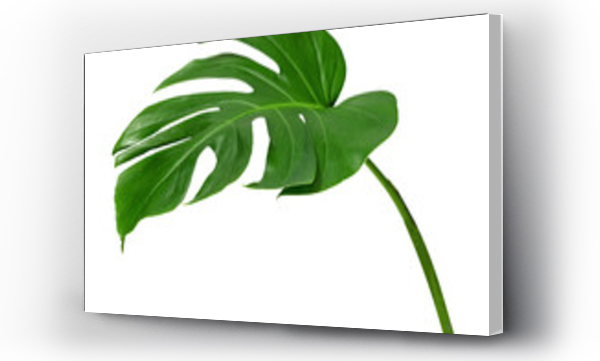 monstera