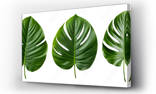 monstera