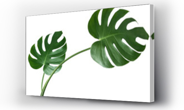 monstera