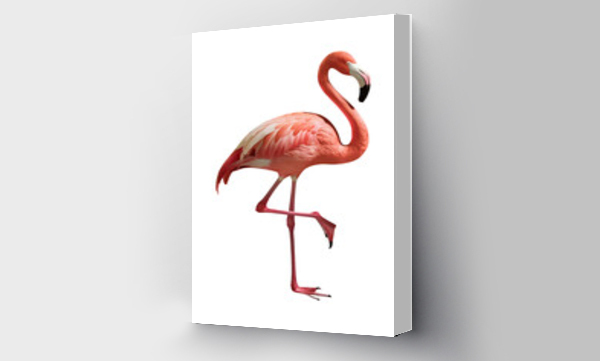 flamingi