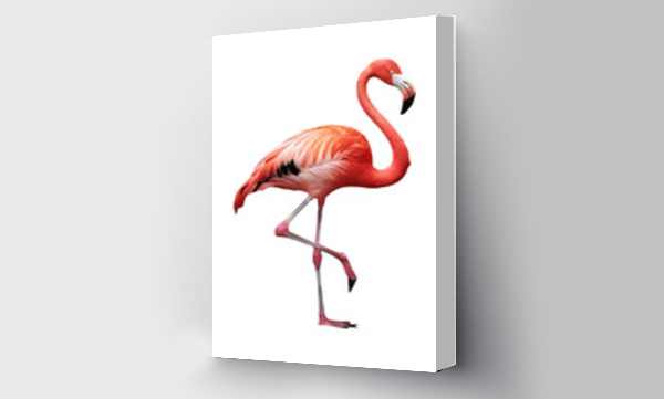 flamingi