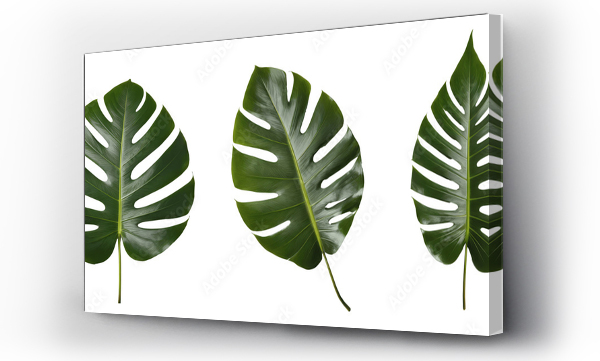 monstera