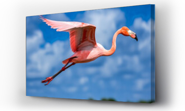 flamingi