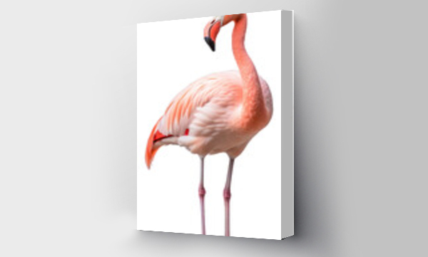 flamingi