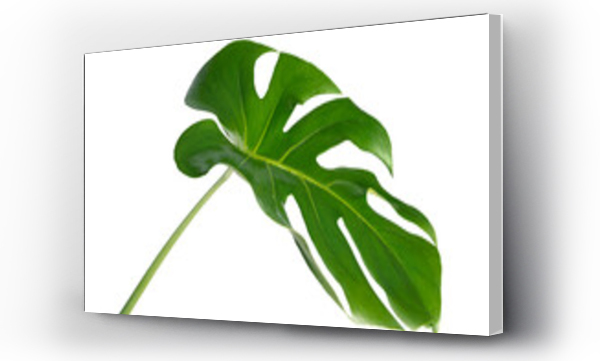 monstera