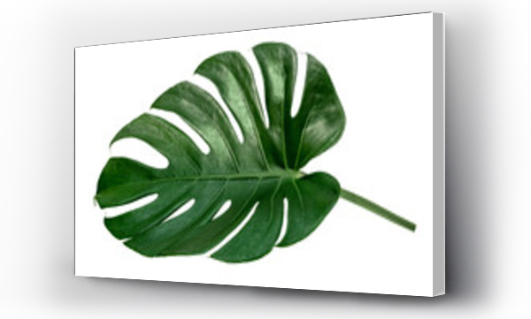 monstera