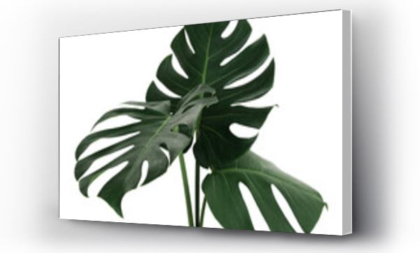 monstera